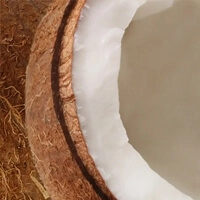 Coconut - Кокос