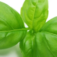 Basil-Базилик