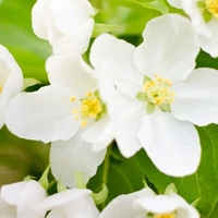 Jasmine - Жасмин
