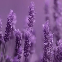 Lavender - Лаванда