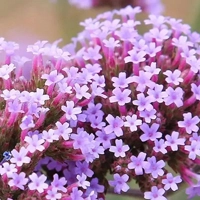 Verbena - Вербена