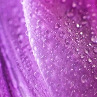 Patchouli Lavender Vanilla - Пачоли Лаванда Ваниль