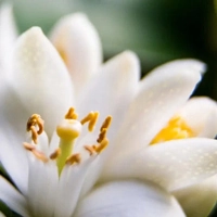 Neroli - Нероли Парфум