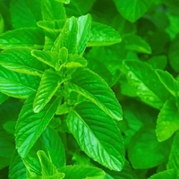 Mint - Мята