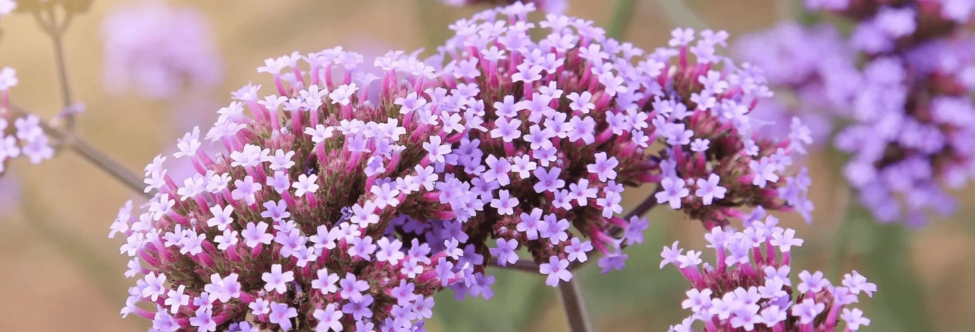 Verbena - Вербена