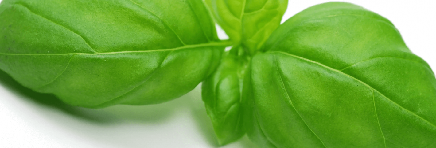 Basil-Базилик