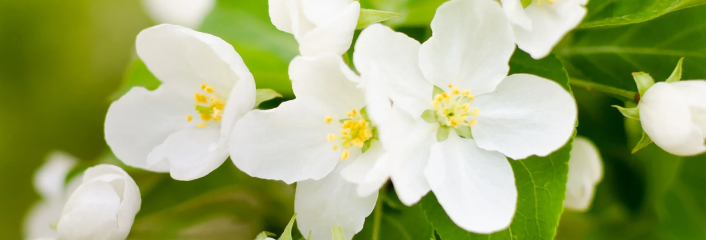 Jasmine - Жасмин