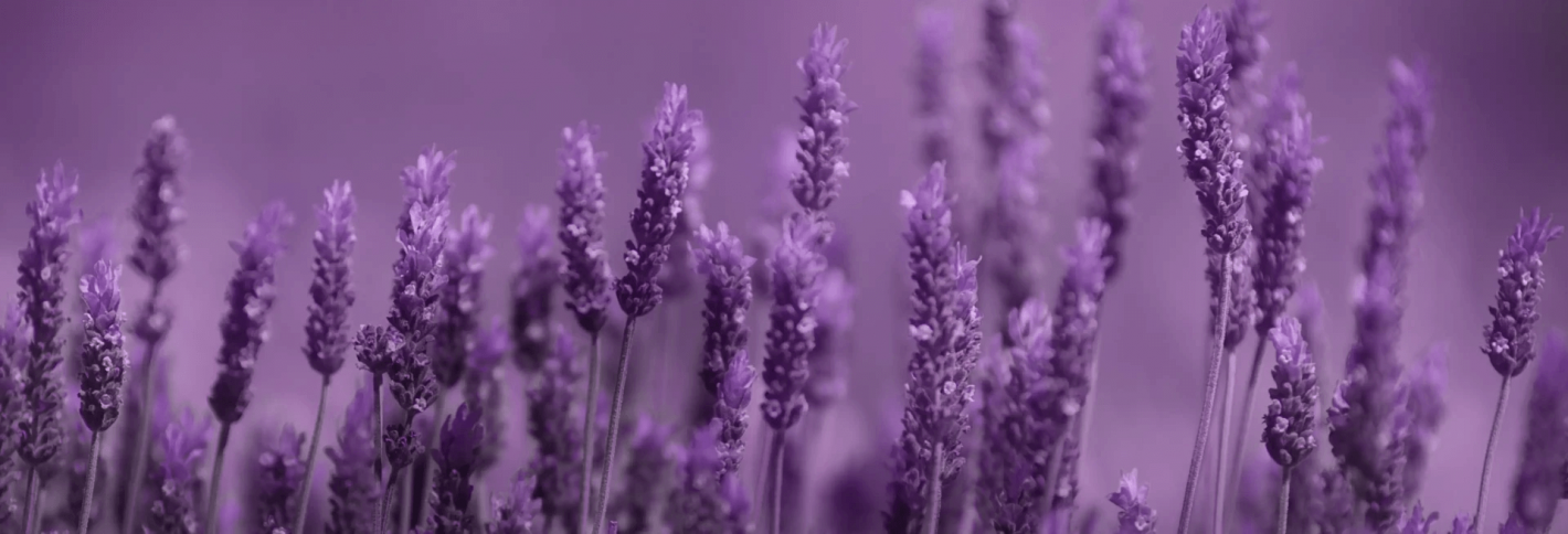 Lavender - Лаванда