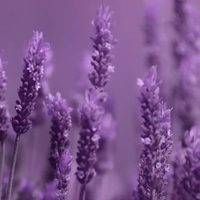Lavender - Лаванда