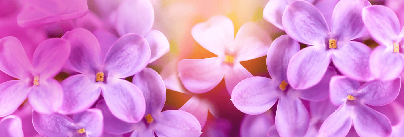 Lilac - Сирень