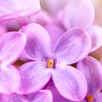 Lilac - Сирень