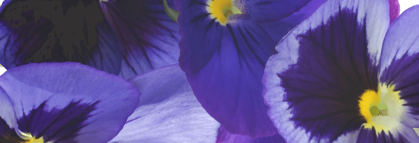 Violet - Фіалка