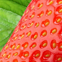Strawberry - Полуниця
