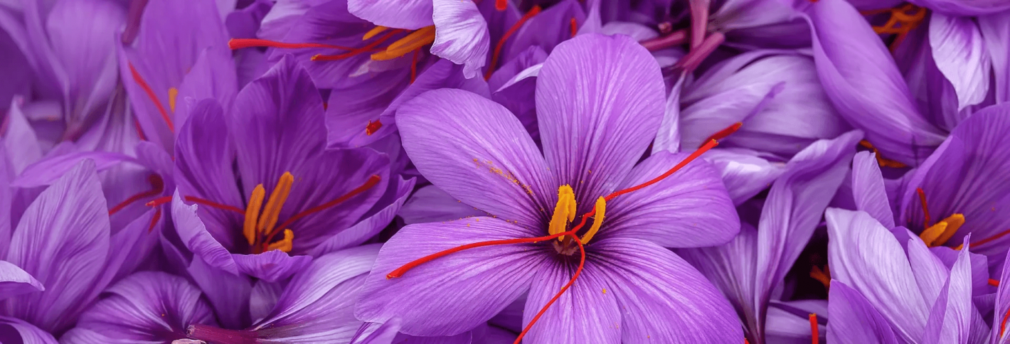 Saffron - Шафран