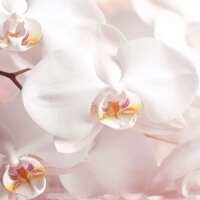 White Orchid