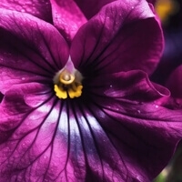 Miel de Violettes - Фиалковый Мед