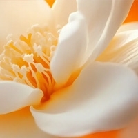 Orange Blossom - Апельсиновые цветение