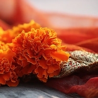 White Wood - Белый Лес